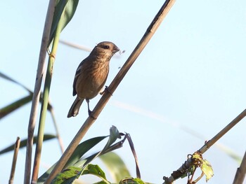 Sun, 11/7/2021 Birding report at Watarase Yusuichi (Wetland)