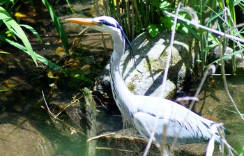 Grey Heron 烏原貯水池 Sun, 5/7/2017