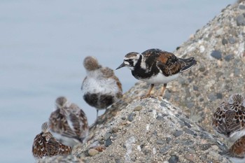 Ruddy Turnstone 鈴鹿市若松漁港 Mon, 5/8/2017