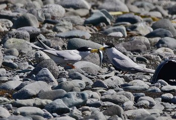 Little Tern 神奈川県 Mon, 5/8/2017