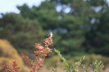 モズ 行徳野鳥保護区 2021年11月10日(水)