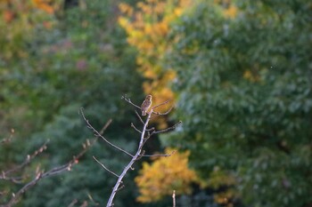 Common Reed Bunting 行徳野鳥保護区 Wed, 11/10/2021