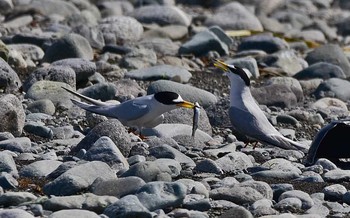 Little Tern 神奈川県 Mon, 5/8/2017