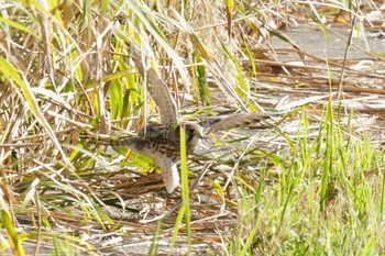 チョウゲンボウ 多摩川 2021年11月8日(月)