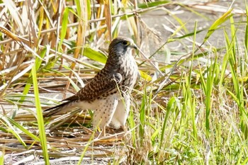 チョウゲンボウ 多摩川 2021年11月8日(月)