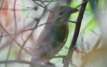 Wed, 11/10/2021 Birding report at 恩智川治水緑地