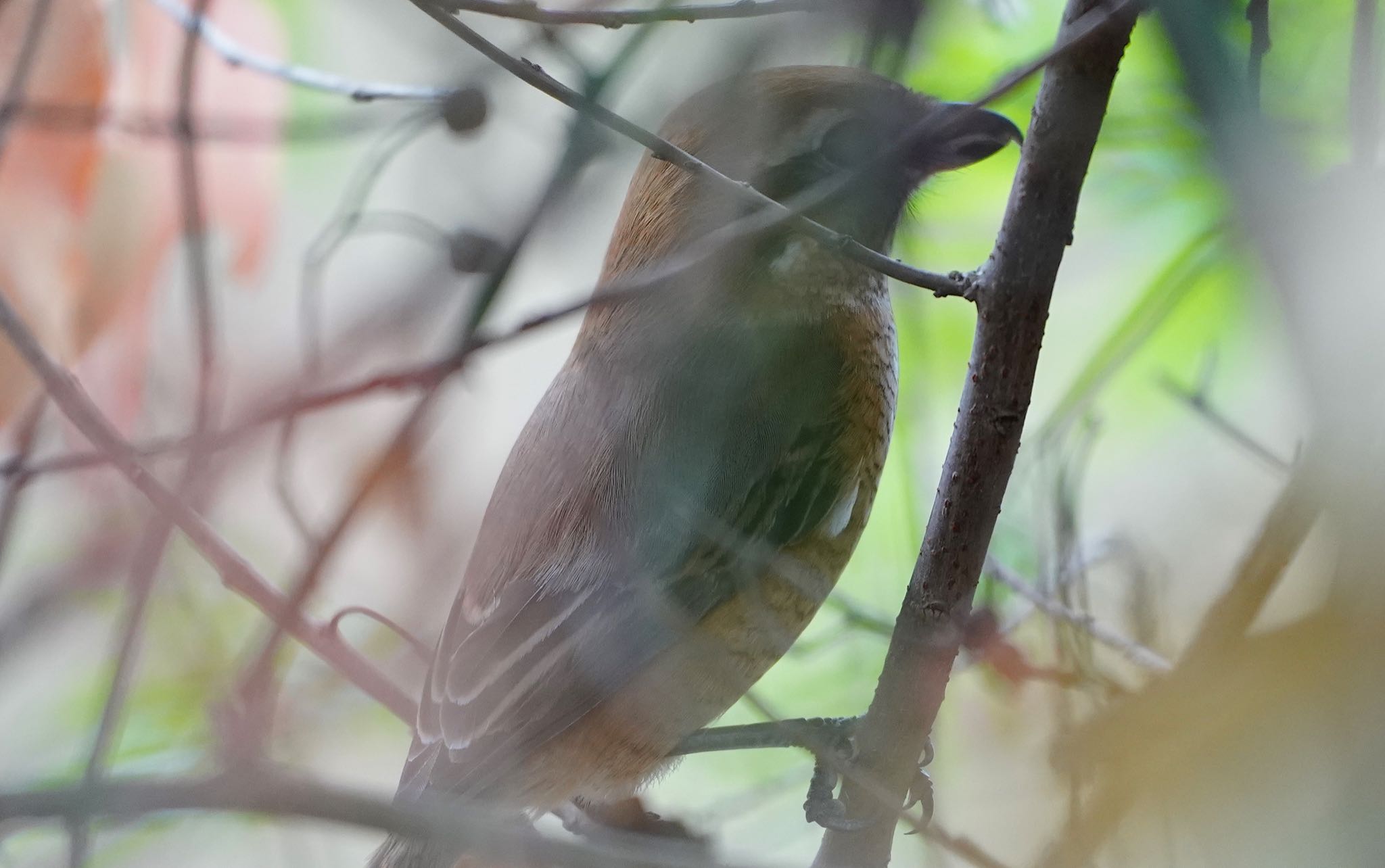 Bull-headed Shrike