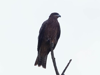 2021年11月10日(水) 早戸川林道の野鳥観察記録