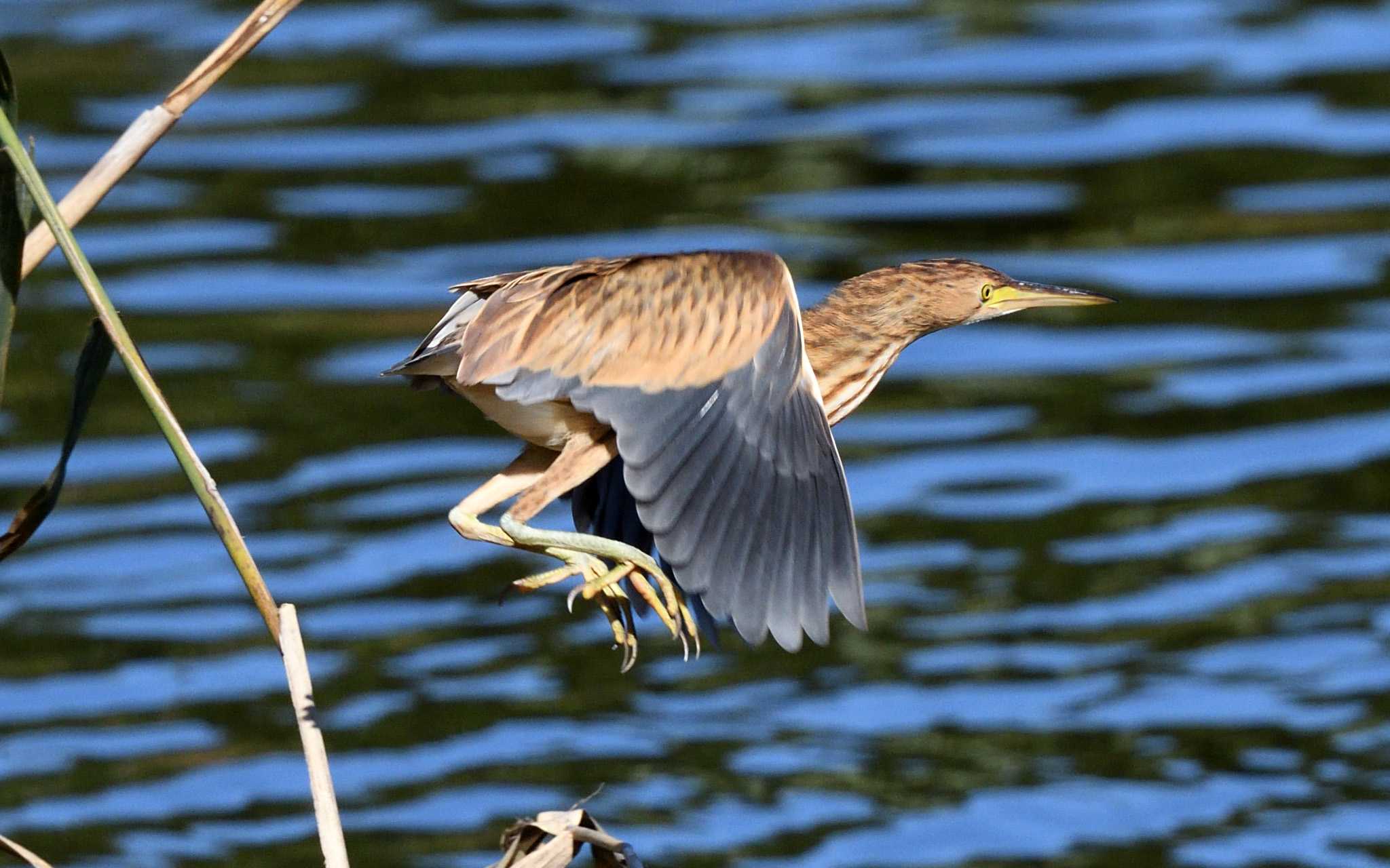 東京港野鳥公園 ヨシゴイの写真 by しげじー