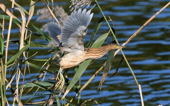 ヨシゴイ 東京港野鳥公園 2021年11月10日(水)