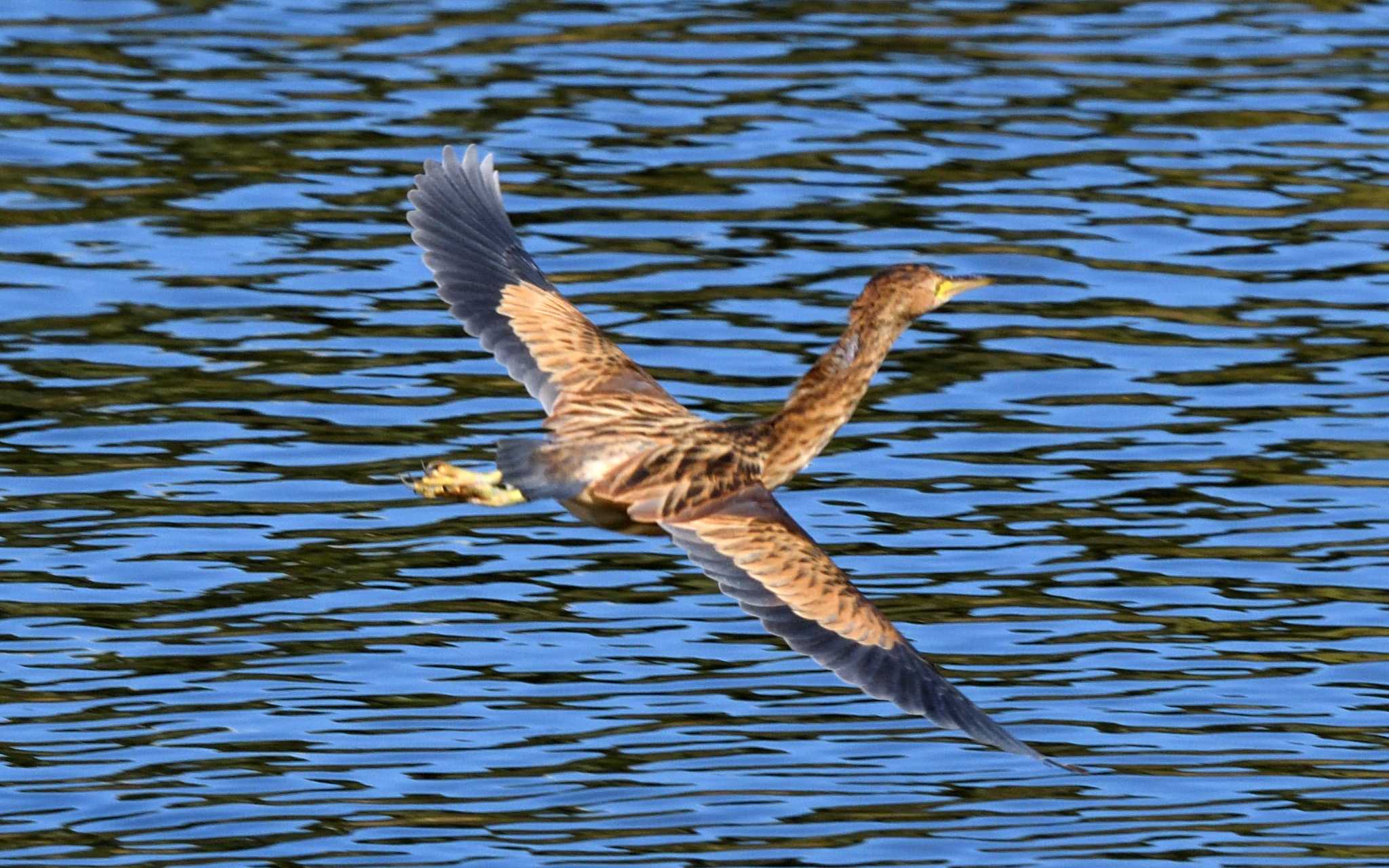 東京港野鳥公園 ヨシゴイの写真 by しげじー