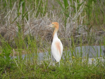 アマサギ 愛知県田原市 2017年5月3日(水)