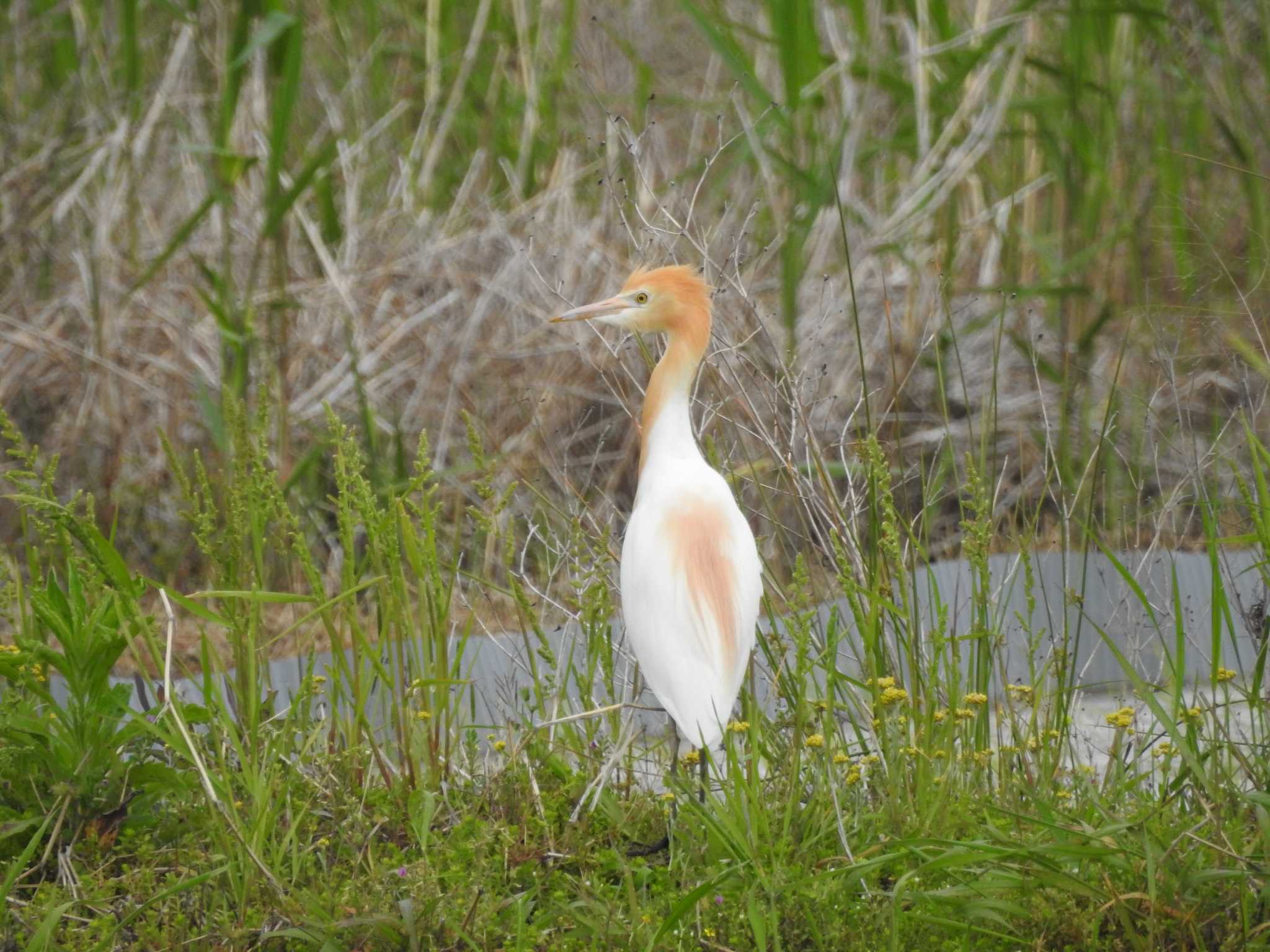 愛知県田原市 アマサギの写真 by 結城