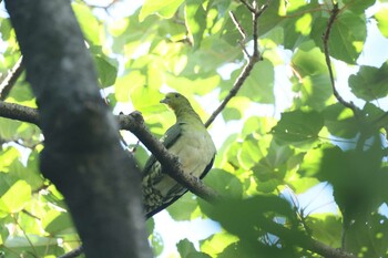 アオバト 林試の森公園 2021年10月20日(水)