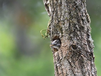 2017年5月7日(日) 早戸川林道の野鳥観察記録