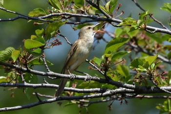 Oriental Reed Warbler Unknown Spots Thu, 5/4/2017