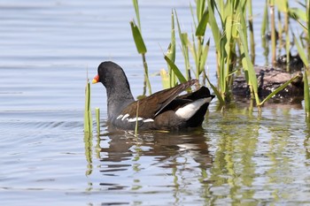 Common Moorhen Unknown Spots Thu, 5/4/2017