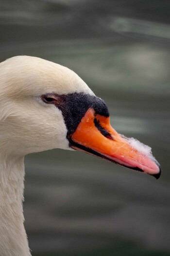 Mute Swan Unknown Spots Wed, 11/10/2021