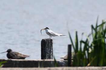 Little Tern Unknown Spots Thu, 5/4/2017