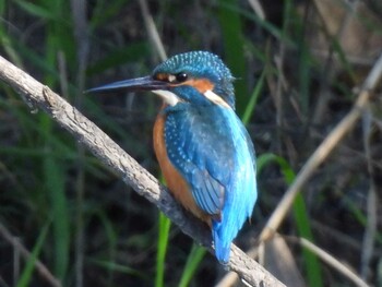 Common Kingfisher 祖父江ワイルドネイチャー緑地 Wed, 11/10/2021