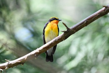 Narcissus Flycatcher Unknown Spots Thu, 5/4/2017