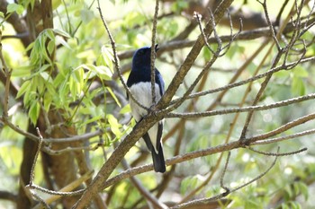 Blue-and-white Flycatcher Unknown Spots Thu, 5/4/2017