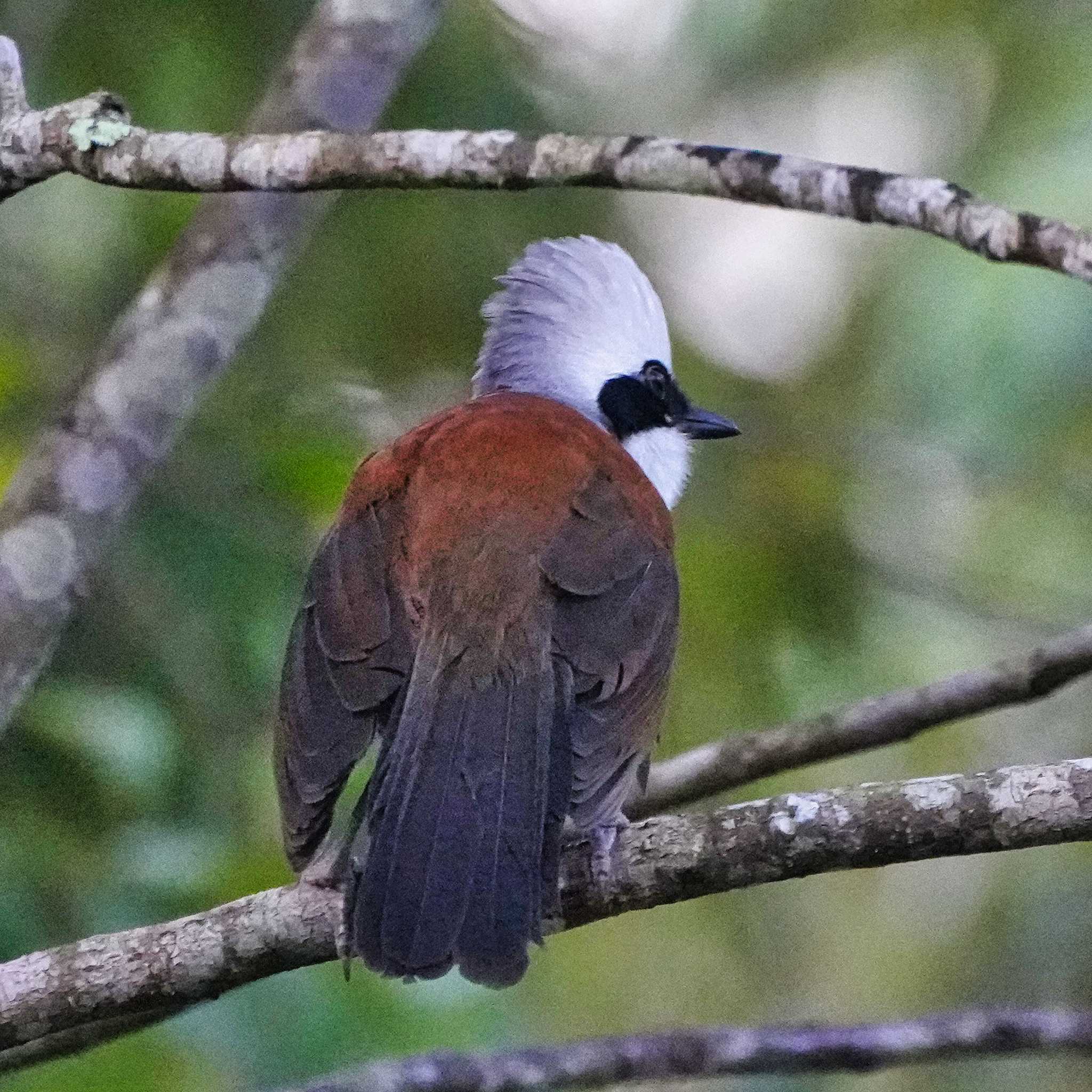 White-crested Laughingthrush