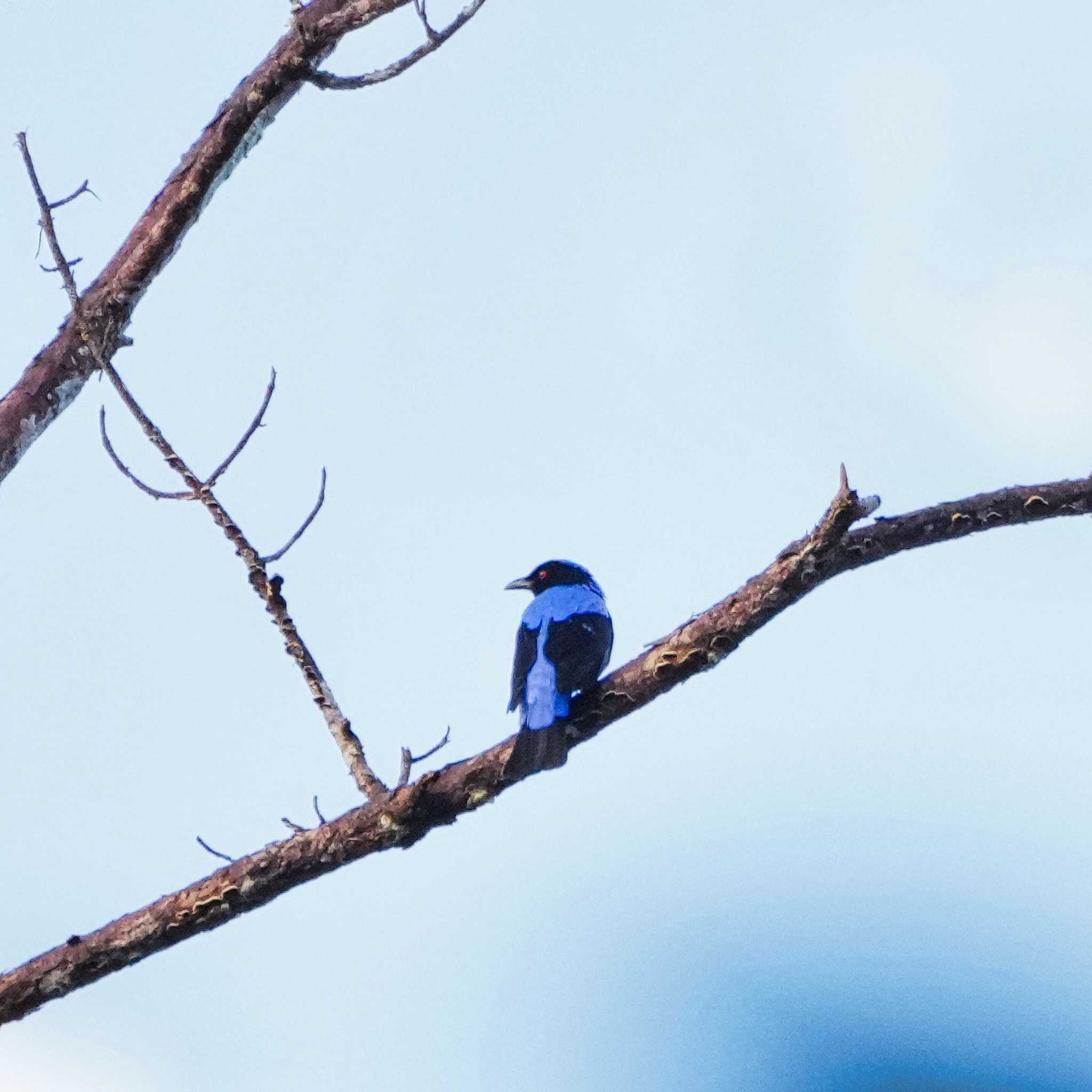 Asian Fairy-bluebird