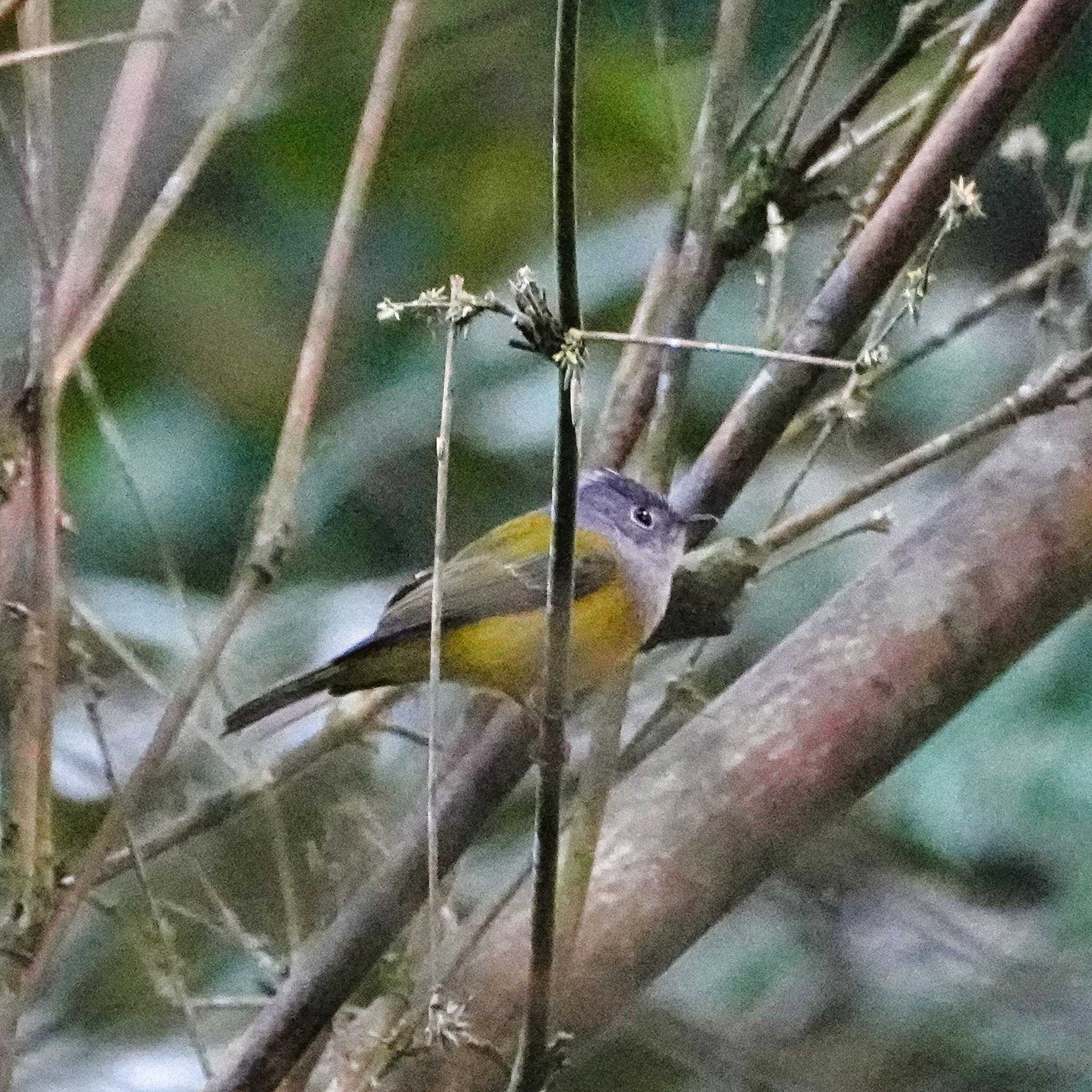 Grey-headed Canary-flycatcher