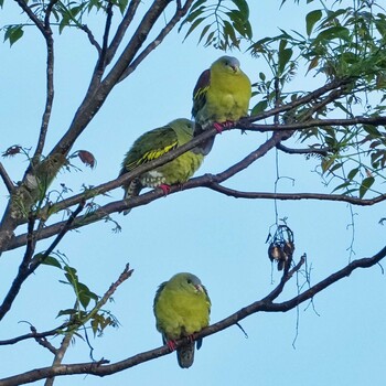 Ashy-headed Green Pigeon