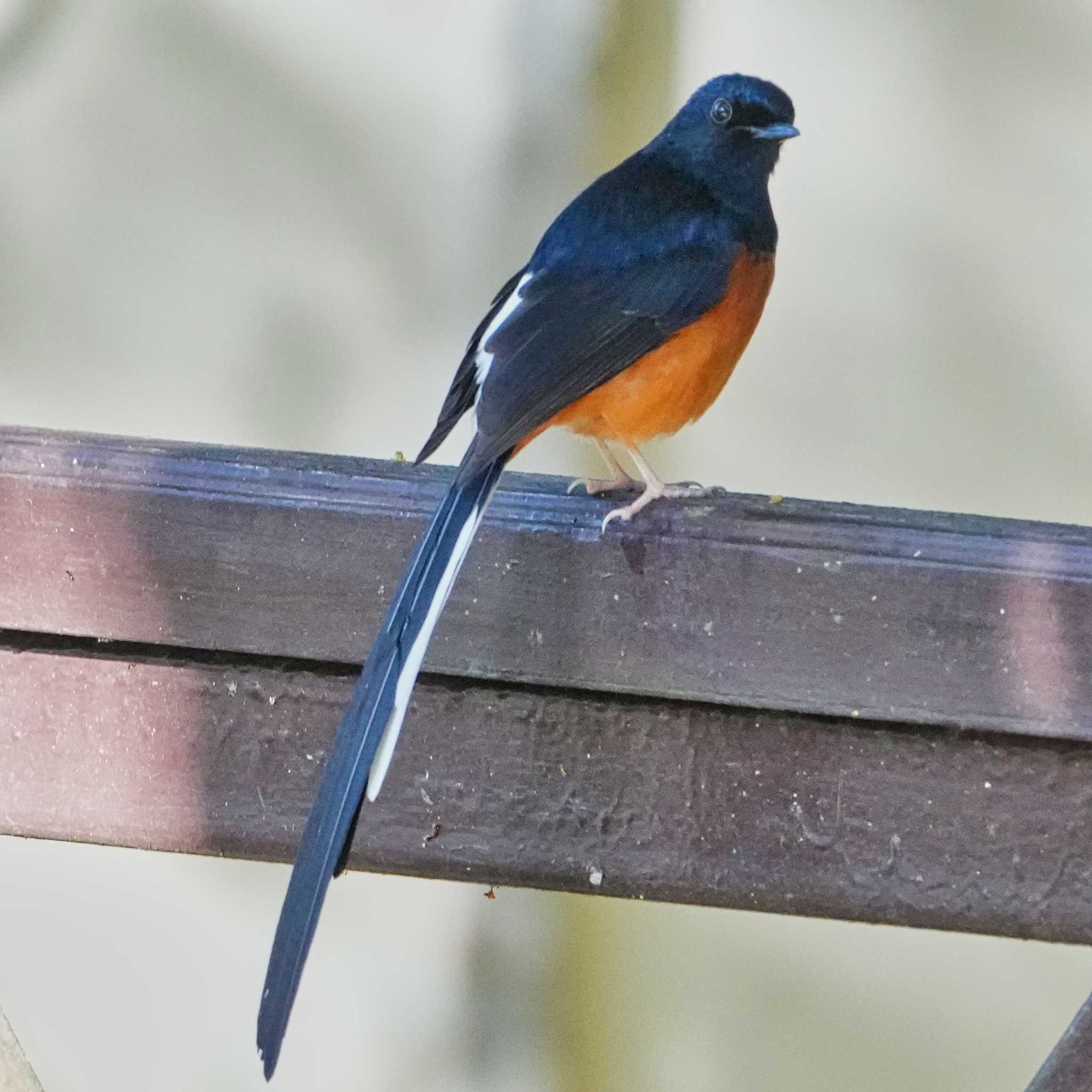 アカハラシキチョウ