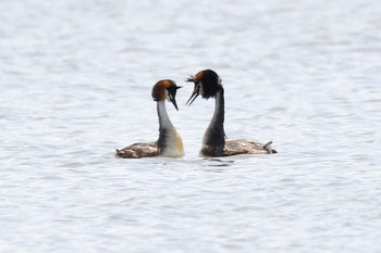Great Crested Grebe Unknown Spots Tue, 5/2/2017