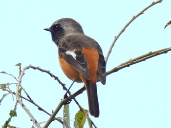 Daurian Redstart 祖父江ワイルドネイチャー緑地 Wed, 11/10/2021