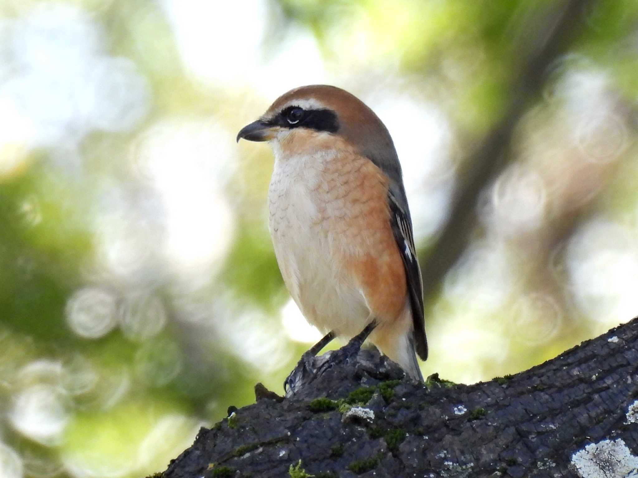 Photo of Bull-headed Shrike at 祖父江ワイルドネイチャー緑地 by 寅次郎