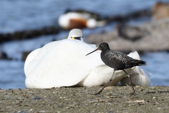 ツルシギ 場所が不明 2017年5月2日(火)