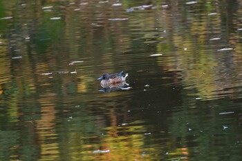 ハシビロガモ 長浜公園 2021年11月10日(水)