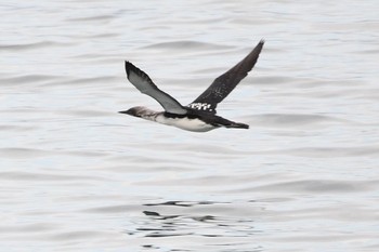 Black-throated Loon Unknown Spots Fri, 5/5/2017