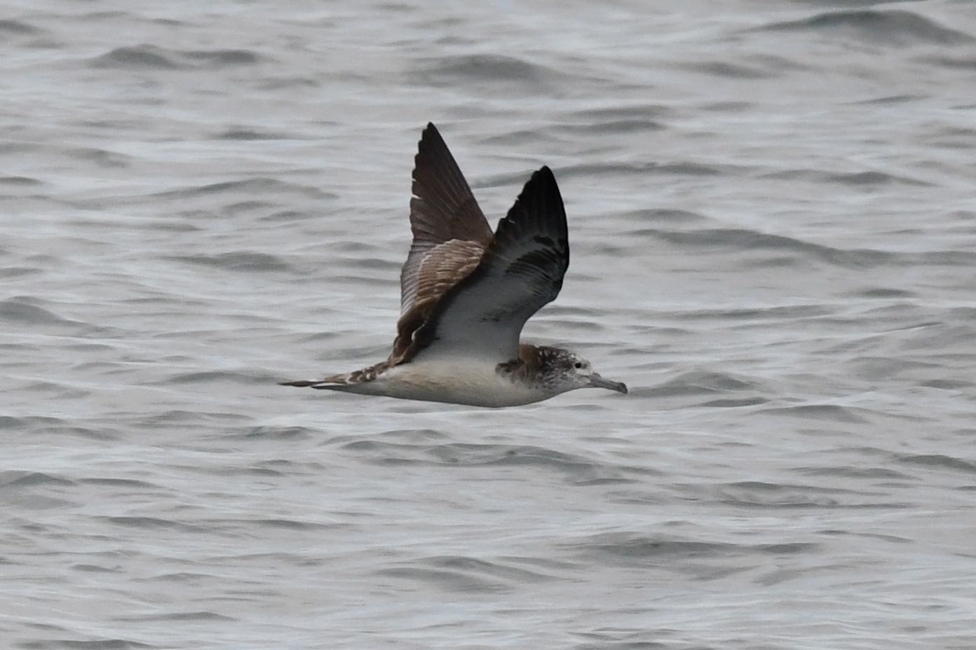 Photo of Streaked Shearwater at  by Dision