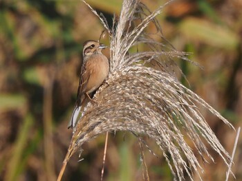 Meadow Bunting Watarase Yusuichi (Wetland) Sun, 11/7/2021