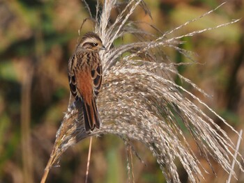 Meadow Bunting Watarase Yusuichi (Wetland) Sun, 11/7/2021