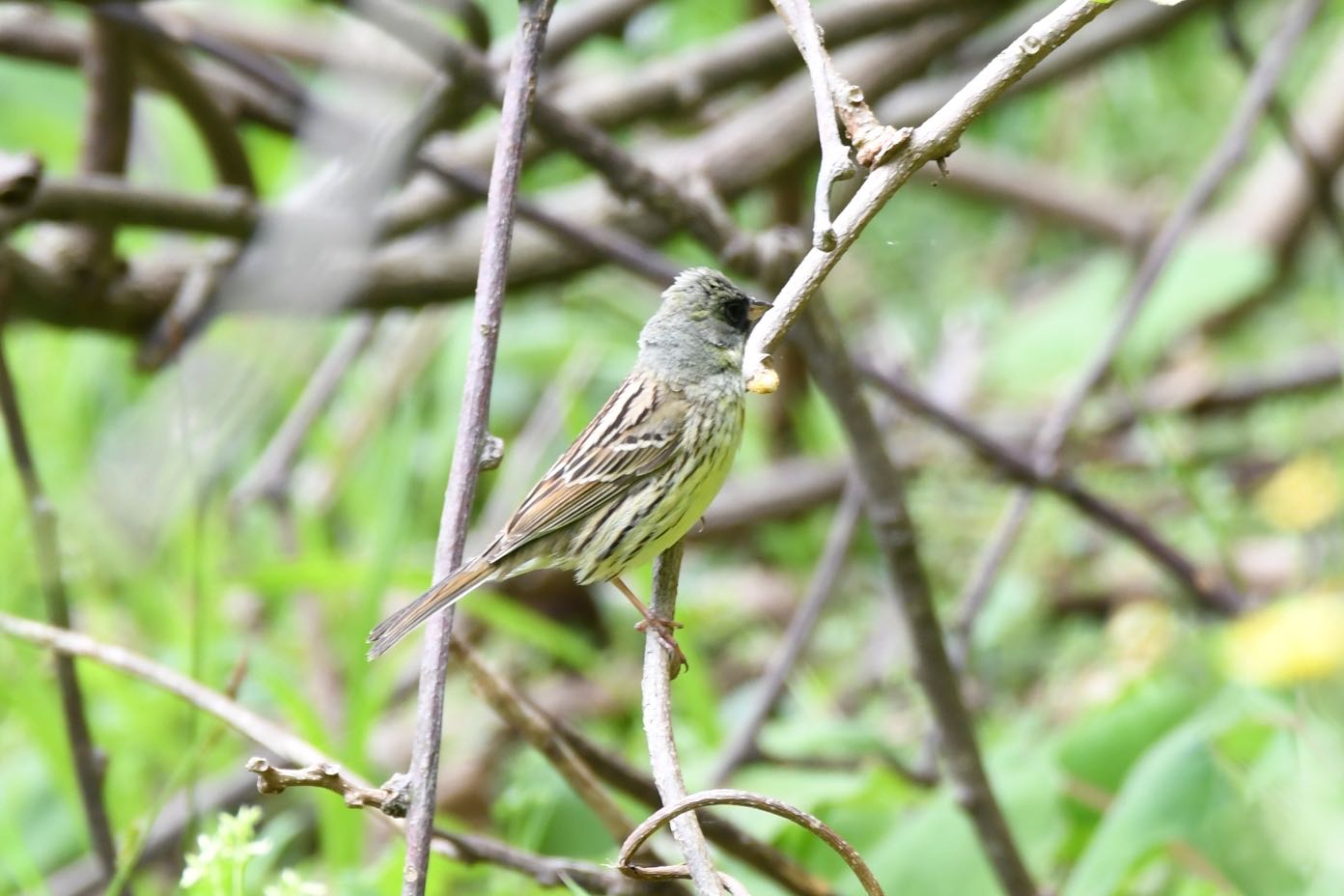 Photo of Masked Bunting at  by Dision