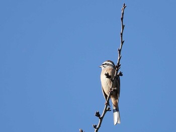 Meadow Bunting 多摩川(日野用水堰) Thu, 11/11/2021