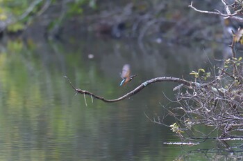 カワセミ 滋賀県甲賀市甲南町創造の森 2021年11月11日(木)