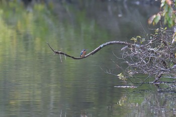 カワセミ 滋賀県甲賀市甲南町創造の森 2021年11月11日(木)