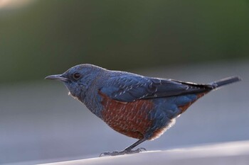 2021年11月11日(木) 長浜公園の野鳥観察記録