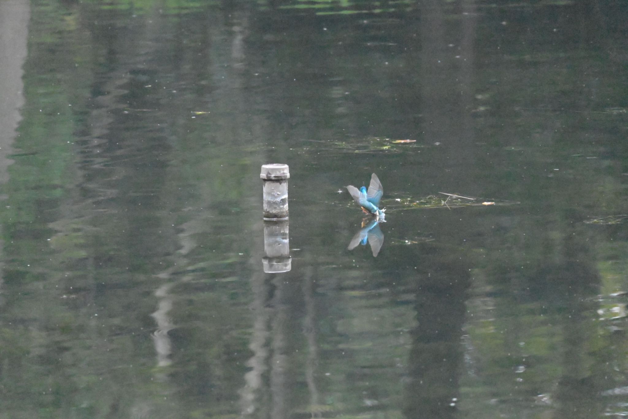 井の頭公園 カワセミの写真 by 鳥見はじめました