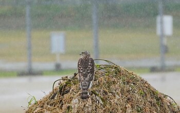 Thu, 11/11/2021 Birding report at 恩智川治水緑地