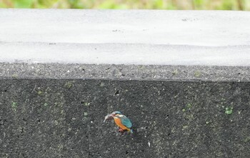 カワセミ 恩智川治水緑地 2021年11月11日(木)