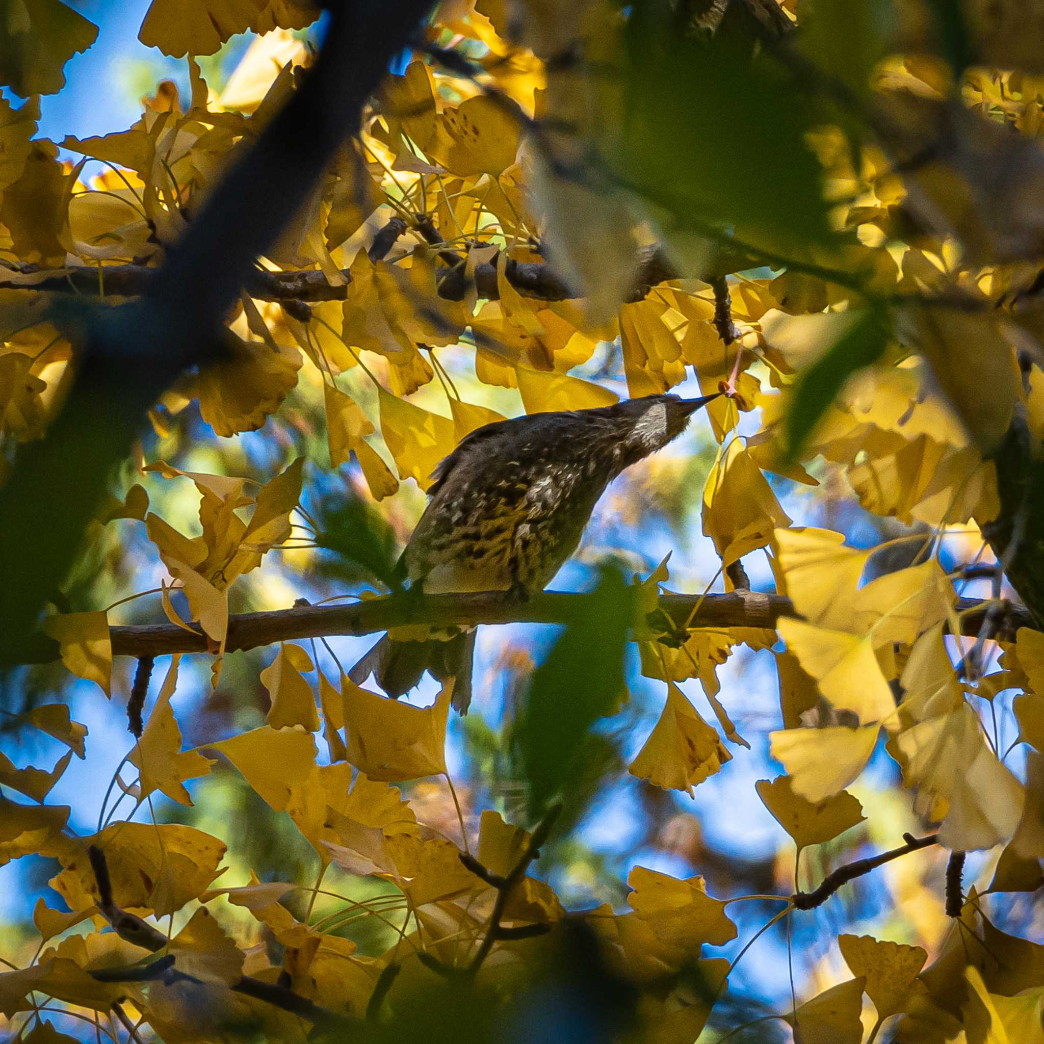 Photo of Brown-eared Bulbul at 片倉城跡公園 by 散歩太朗