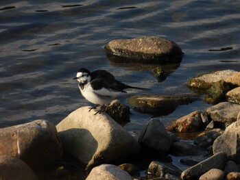 2021年11月4日(木) 山口県の野鳥観察記録